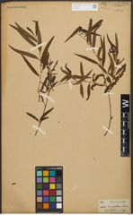 Foto von Salix nigra Marshall